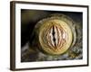 Close Up of Eye of Leaf Tailed Gecko Eye Detail, Nosy Mangabe, Northeast Madagascar-Inaki Relanzon-Framed Photographic Print