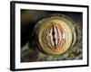 Close Up of Eye of Leaf Tailed Gecko Eye Detail, Nosy Mangabe, Northeast Madagascar-Inaki Relanzon-Framed Photographic Print