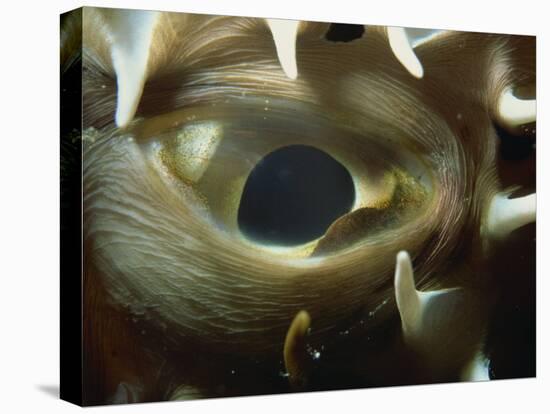 Close-Up of Eye of Spiny Pufferfish, Red Sea, North Africa, Africa-Murray Louise-Stretched Canvas