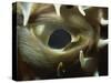 Close-Up of Eye of Spiny Pufferfish, Red Sea, North Africa, Africa-Murray Louise-Stretched Canvas