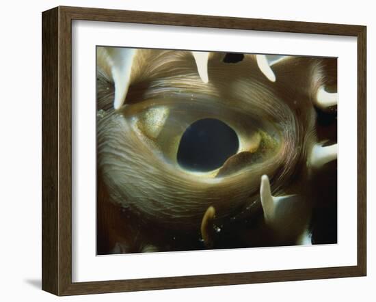Close-Up of Eye of Spiny Pufferfish, Red Sea, North Africa, Africa-Murray Louise-Framed Photographic Print