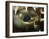 Close-Up of Eye of Spiny Pufferfish, Red Sea, North Africa, Africa-Murray Louise-Framed Photographic Print