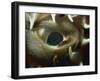 Close-Up of Eye of Spiny Pufferfish, Red Sea, North Africa, Africa-Murray Louise-Framed Photographic Print