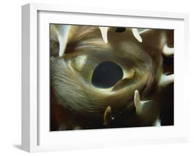 Close-Up of Eye of Spiny Pufferfish, Red Sea, North Africa, Africa-Murray Louise-Framed Photographic Print