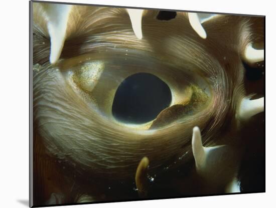 Close-Up of Eye of Spiny Pufferfish, Red Sea, North Africa, Africa-Murray Louise-Mounted Photographic Print