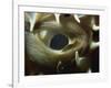 Close-Up of Eye of Spiny Pufferfish, Red Sea, North Africa, Africa-Murray Louise-Framed Photographic Print