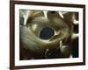 Close-Up of Eye of Spiny Pufferfish, Red Sea, North Africa, Africa-Murray Louise-Framed Photographic Print