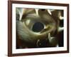 Close-Up of Eye of Spiny Pufferfish, Red Sea, North Africa, Africa-Murray Louise-Framed Photographic Print