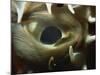 Close-Up of Eye of Spiny Pufferfish, Red Sea, North Africa, Africa-Murray Louise-Mounted Photographic Print