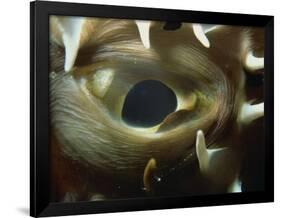 Close-Up of Eye of Spiny Pufferfish, Red Sea, North Africa, Africa-Murray Louise-Framed Photographic Print