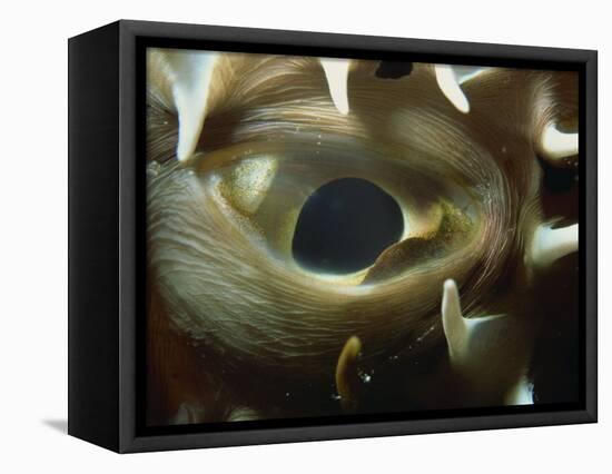 Close-Up of Eye of Spiny Pufferfish, Red Sea, North Africa, Africa-Murray Louise-Framed Stretched Canvas