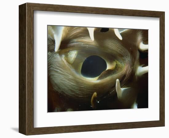 Close-Up of Eye of Spiny Pufferfish, Red Sea, North Africa, Africa-Murray Louise-Framed Photographic Print