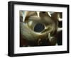 Close-Up of Eye of Spiny Pufferfish, Red Sea, North Africa, Africa-Murray Louise-Framed Photographic Print