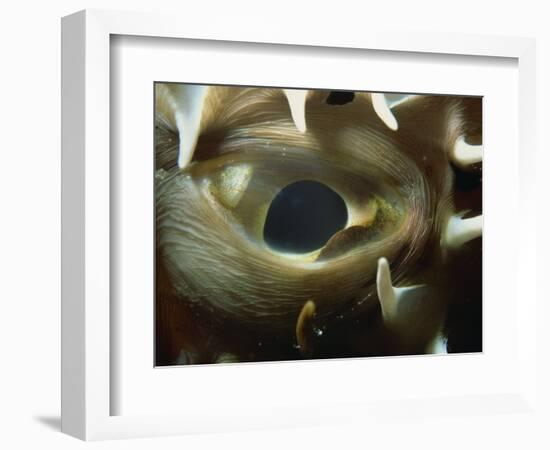 Close-Up of Eye of Spiny Pufferfish, Red Sea, North Africa, Africa-Murray Louise-Framed Photographic Print