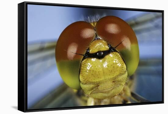 Close Up Of Eyes Of Common Darter Dragonfly (Sympetrum Striolatum) Newly Emerged Adult, Surrey, UK-Kim Taylor-Framed Stretched Canvas