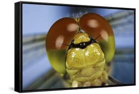 Close Up Of Eyes Of Common Darter Dragonfly (Sympetrum Striolatum) Newly Emerged Adult, Surrey, UK-Kim Taylor-Framed Stretched Canvas