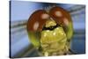 Close Up Of Eyes Of Common Darter Dragonfly (Sympetrum Striolatum) Newly Emerged Adult, Surrey, UK-Kim Taylor-Stretched Canvas