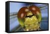 Close Up Of Eyes Of Common Darter Dragonfly (Sympetrum Striolatum) Newly Emerged Adult, Surrey, UK-Kim Taylor-Framed Stretched Canvas