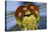 Close Up Of Eyes Of Common Darter Dragonfly (Sympetrum Striolatum) Newly Emerged Adult, Surrey, UK-Kim Taylor-Stretched Canvas