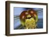 Close Up Of Eyes Of Common Darter Dragonfly (Sympetrum Striolatum) Newly Emerged Adult, Surrey, UK-Kim Taylor-Framed Photographic Print