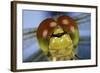 Close Up Of Eyes Of Common Darter Dragonfly (Sympetrum Striolatum) Newly Emerged Adult, Surrey, UK-Kim Taylor-Framed Photographic Print