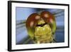 Close Up Of Eyes Of Common Darter Dragonfly (Sympetrum Striolatum) Newly Emerged Adult, Surrey, UK-Kim Taylor-Framed Photographic Print