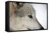 Close-Up of Face and Snout of a North American Timber Wolf (Canis Lupus) in Forest, Austria, Europe-Louise Murray-Framed Stretched Canvas