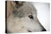 Close-Up of Face and Snout of a North American Timber Wolf (Canis Lupus) in Forest, Austria, Europe-Louise Murray-Stretched Canvas