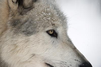 Close-Up of Face and Snout of a North American Timber Wolf (Canis Lupus) in  Forest, Austria, Europe' Photographic Print - Louise Murray 