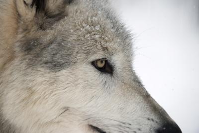 Close-Up of Face and Snout of a North American Timber Wolf (Canis Lupus) in Forest, Austria, Europe' Photographic Print - Louise Murray Close-Up of Face and Snout of a North American Timber Wolf (Canis Lupus) in Forest, Austria, Europe' Photographic Print - Louise Murray