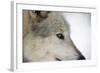 Close-Up of Face and Snout of a North American Timber Wolf (Canis Lupus) in Forest, Austria, Europe-Louise Murray-Framed Photographic Print