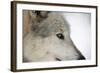 Close-Up of Face and Snout of a North American Timber Wolf (Canis Lupus) in Forest, Austria, Europe-Louise Murray-Framed Photographic Print