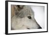 Close-Up of Face and Snout of a North American Timber Wolf (Canis Lupus) in Forest, Austria, Europe-Louise Murray-Framed Photographic Print