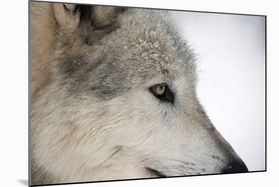 Close-Up of Face and Snout of a North American Timber Wolf (Canis Lupus) in Forest, Austria, Europe-Louise Murray-Mounted Photographic Print