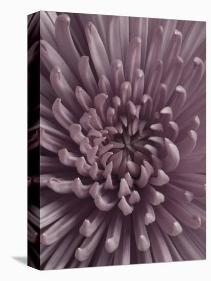 Close-Up of Faded Pink Chrysanthemum-Clive Nichols-Stretched Canvas