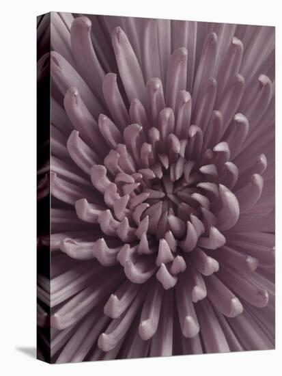 Close-Up of Faded Pink Chrysanthemum-Clive Nichols-Stretched Canvas