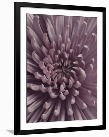 Close-Up of Faded Pink Chrysanthemum-Clive Nichols-Framed Premium Photographic Print