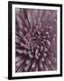 Close-Up of Faded Pink Chrysanthemum-Clive Nichols-Framed Premium Photographic Print