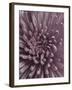 Close-Up of Faded Pink Chrysanthemum-Clive Nichols-Framed Photographic Print