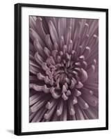 Close-Up of Faded Pink Chrysanthemum-Clive Nichols-Framed Photographic Print