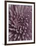 Close-Up of Faded Pink Chrysanthemum-Clive Nichols-Framed Photographic Print