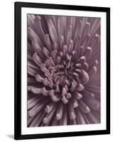 Close-Up of Faded Pink Chrysanthemum-Clive Nichols-Framed Photographic Print