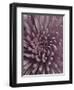 Close-Up of Faded Pink Chrysanthemum-Clive Nichols-Framed Photographic Print