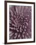 Close-Up of Faded Pink Chrysanthemum-Clive Nichols-Framed Photographic Print