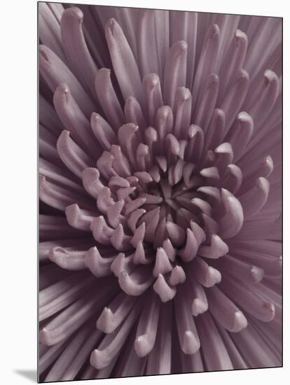 Close-Up of Faded Pink Chrysanthemum-Clive Nichols-Mounted Photographic Print