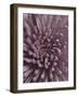 Close-Up of Faded Pink Chrysanthemum-Clive Nichols-Framed Photographic Print