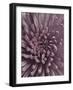 Close-Up of Faded Pink Chrysanthemum-Clive Nichols-Framed Photographic Print