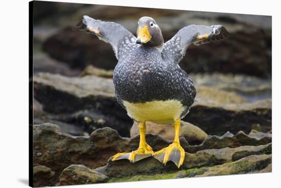 Close-Up of Falkland Steamerduck-Darrell Gulin-Stretched Canvas