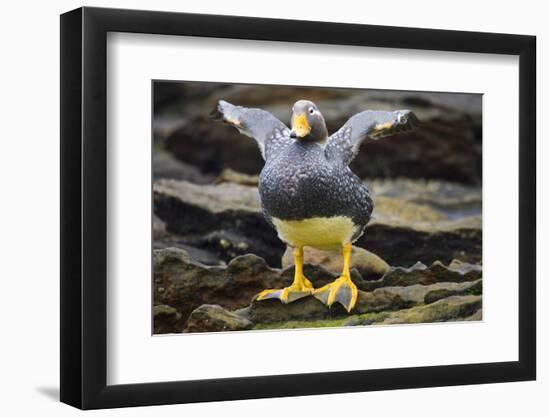 Close-Up of Falkland Steamerduck-Darrell Gulin-Framed Photographic Print