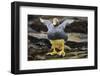 Close-Up of Falkland Steamerduck-Darrell Gulin-Framed Photographic Print